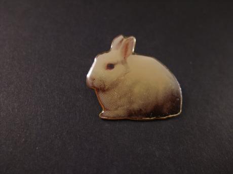 Poolkonijn ( Albino-konijn)